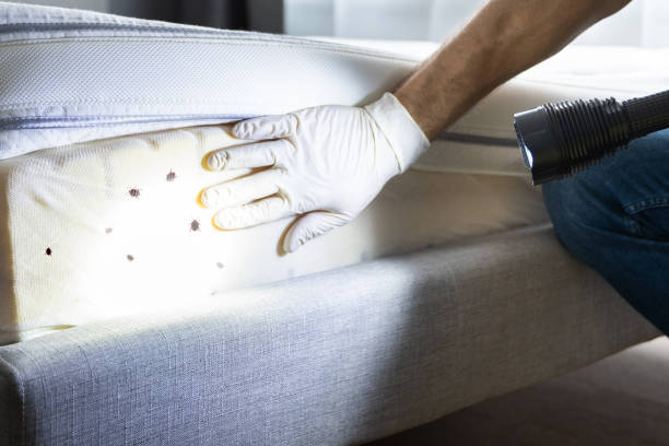 Best Pest Inspection Near Me  in Plainedge, NY