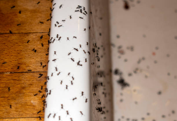 Best Mosquito Control Services  in Plainedge, NY