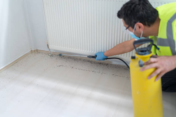 Best Termite Control Services  in Plainedge, NY